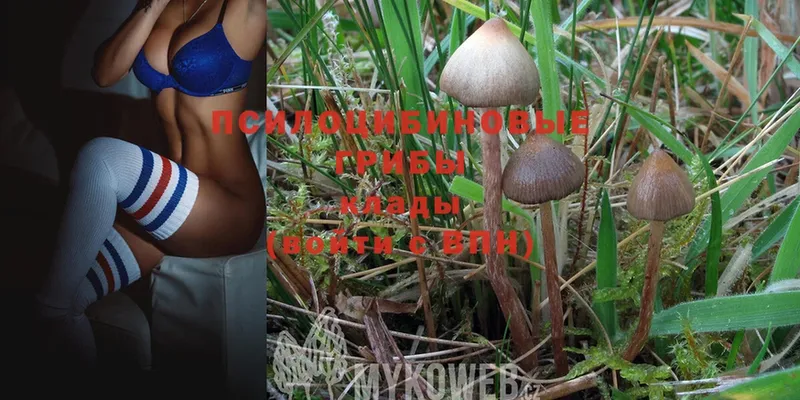 Псилоцибиновые грибы Magic Shrooms  Орёл 